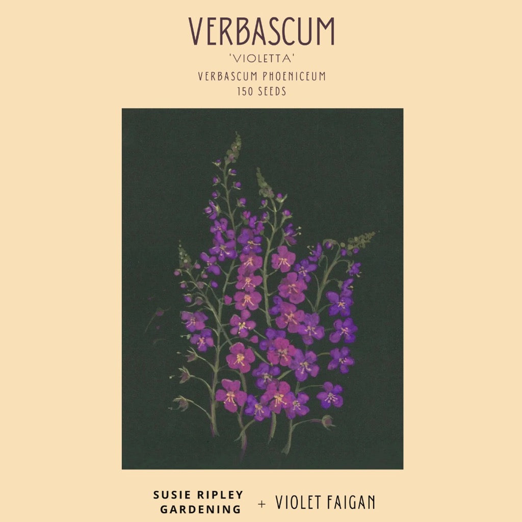 Verbascum phoeniceum 'Violetta'