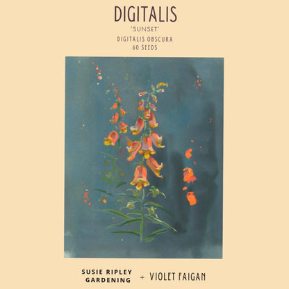 Digitalis obscura 'Sunset'
