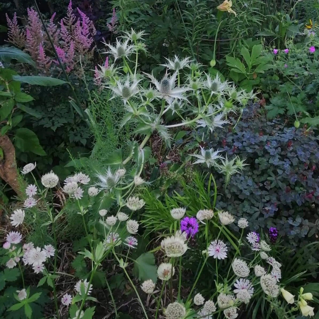 Astrantia major