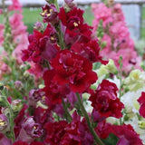 Snapdragon 'Madame Butterfly Dark Red'