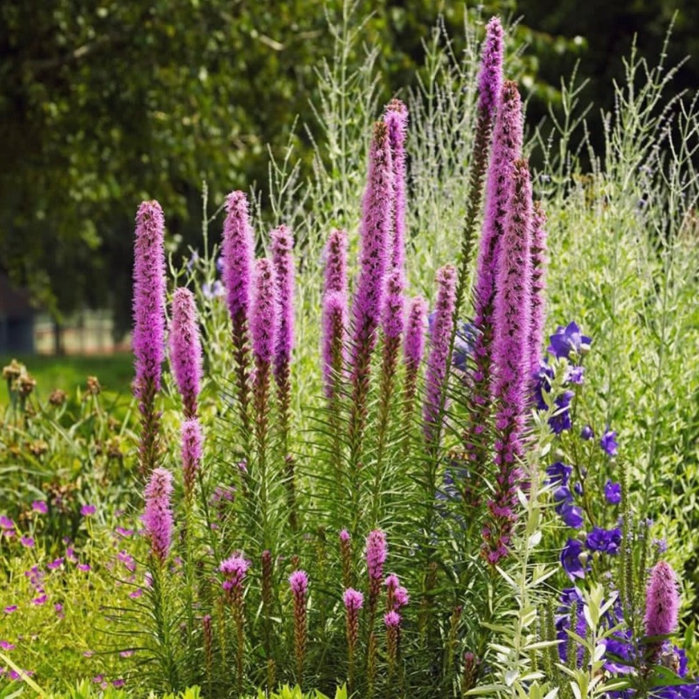 Liatris pycnostachya