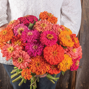 Zinnia 'Mix'