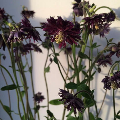 Aquilegia vulgaris var. stellata 'Black Barlow'