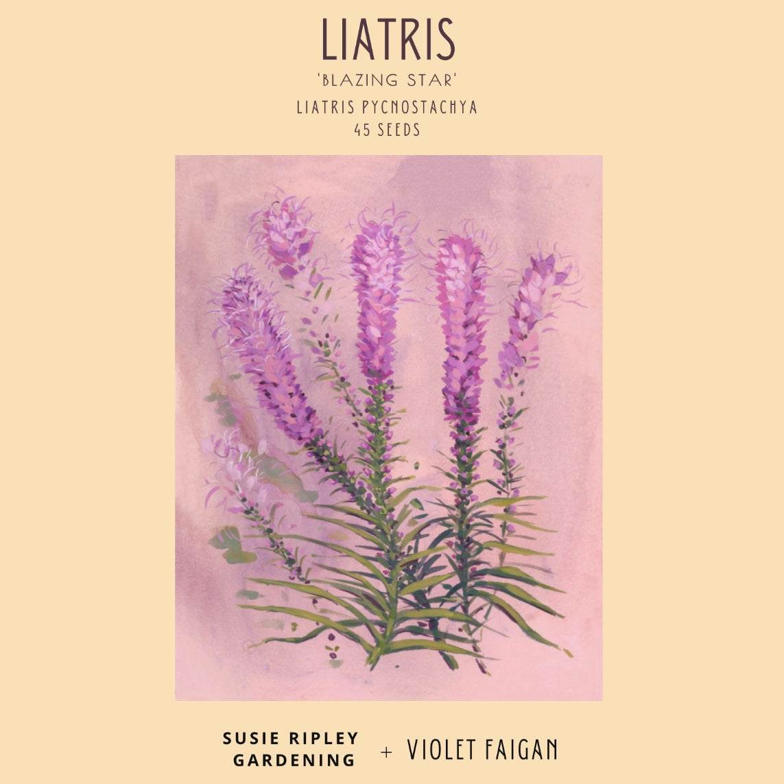 Liatris pycnostachya