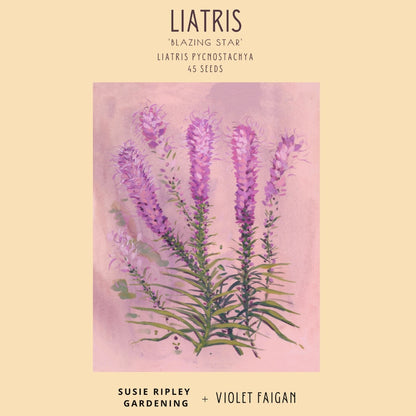 Liatris pycnostachya