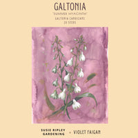 Galtonia candicans