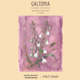 Galtonia candicans