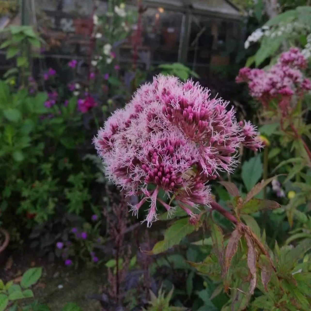 Eupatorium cannabinum (Pre-Stratified)