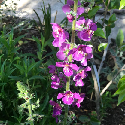 Verbascum phoeniceum 'Violetta'