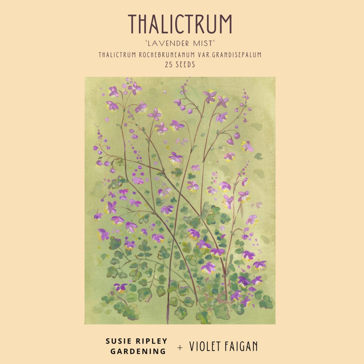 Thalictrum rochebruneanum var.grandisepalum