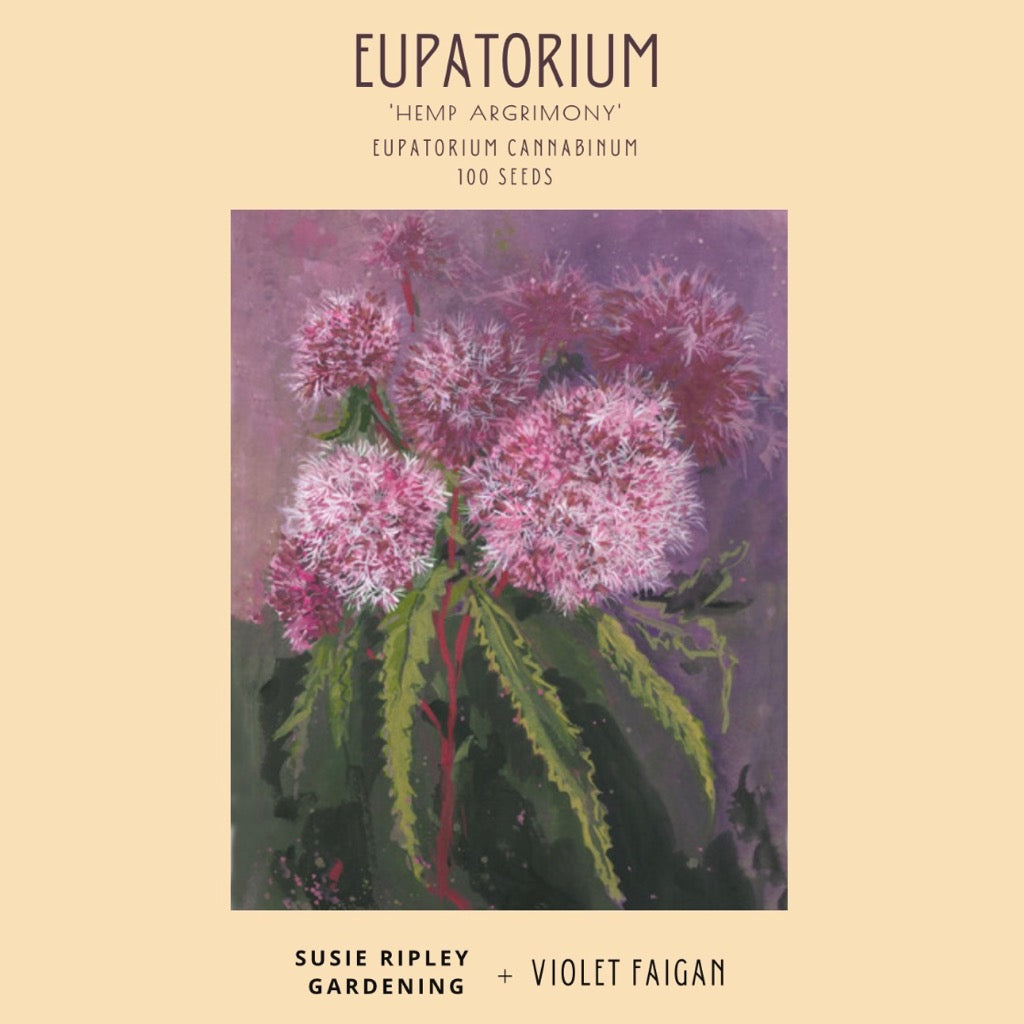 Eupatorium cannabinum (Pre-Stratified)