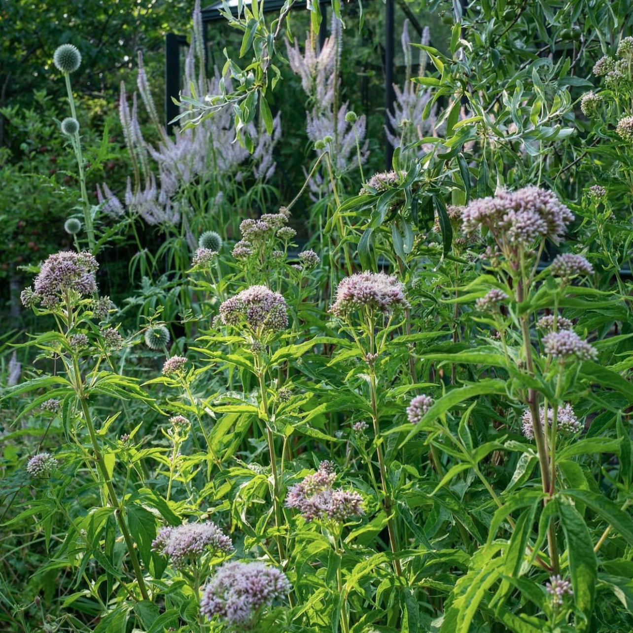 Eupatorium cannabinum (Pre-Stratified)