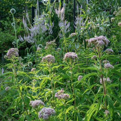 Eupatorium cannabinum