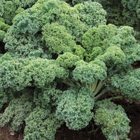 Kale 'Starbor'