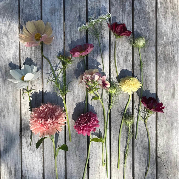 Pincushion Flower Mix Seeds – Hudson Valley Seed Company